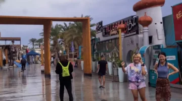 الأمطار تحول صحراء سيناء إلى واحة خضراء وتجذب السياح بمشاهد طبيعية نادرة 1